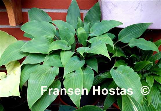 Hosta longipes f. hypoglauca